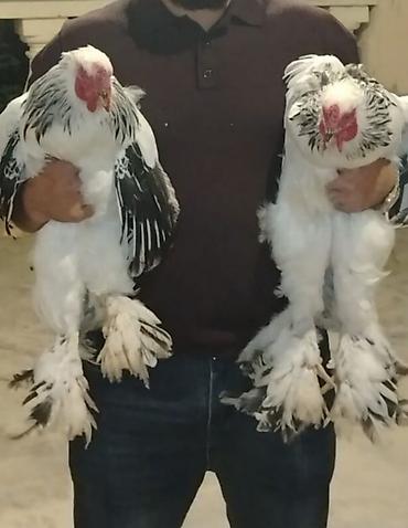 Toyuq, Brama, Damazlıq lalafo.az -da Toyuq, Brama, Damazlıq