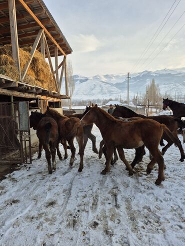 Лошади, кони: Продаю | Жеребенок | Для разведения | Племенные — 6
