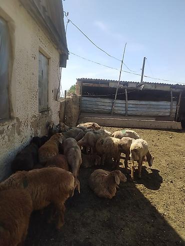 куры живые: Farm КРС, 10000 соток, Действующий, Частично с оборудованием, Электричество — 10