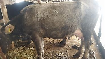 Коровы, быки: Продаю | Корова (самка) | Полукровка | После отела — 7