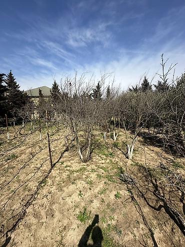 goradil: 12 sot, Tikinti, Maklerlər narahat etməsin, Texniki pasport — 3