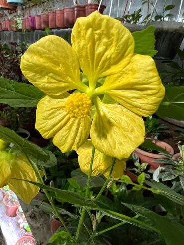 Садовые цветы и кустарники: Абутулионы — 22