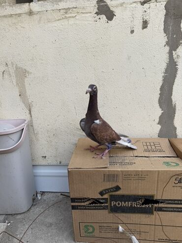 кавказская овчарка купить: Salam Aleykum 4 drakondu 3 ü bala 1 erkey iri heyvanlardı qiymət