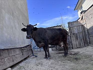 дойные коровы: Продаю | Корова (самка) | Для молока | Привязанные — 4