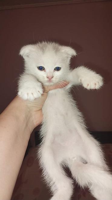 Pişiklər: Britan — 6