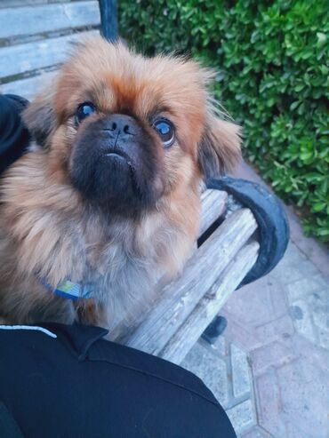 ucuz itlər: Pekines, 2 il, Erkek, Cütləşmə üçün, Ödənişli çatdırılma