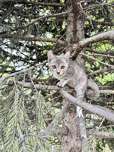 котята черные: 2 месяца, Девочка — 8