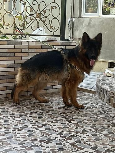 zvanok iti satilir: Alman çoban iti, 1 il, Erkək, Cütləşmə üçün — 4