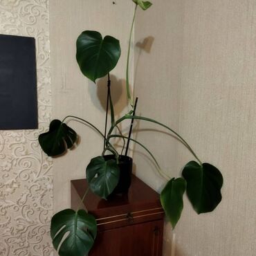 Другие комнатные растения: Монстера 2000 сом Забрать можно в районе ТЦ Весна Пожалуйста