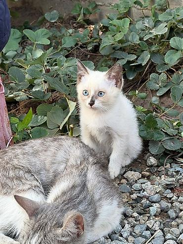 сиамский: Кошка даром: Беспородная, 2 месяца, Девочка, Приучена к лотку — 1