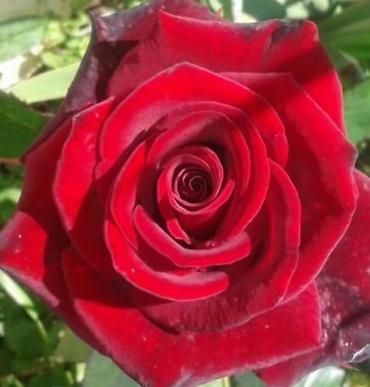 Роза: Саженцы Самовывоз at lalafo.kg — 5 Роза: Саженцы Самовывоз — 5