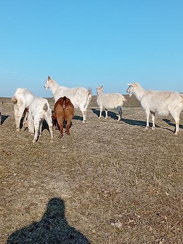 Козы, козлы: Продаю | Коза (самка) | Для разведения — 4