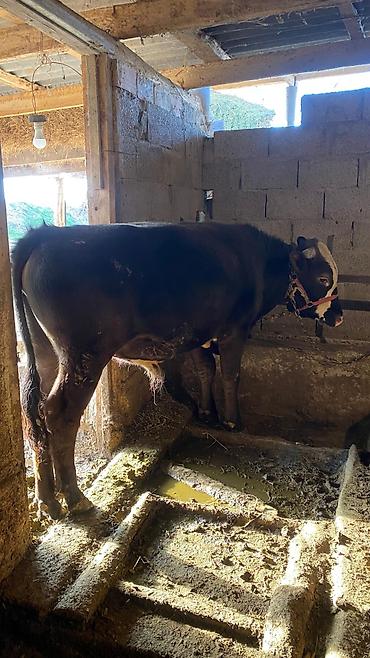 Коровы, быки: Продаю | Бык (самец) | Привязанные — 9