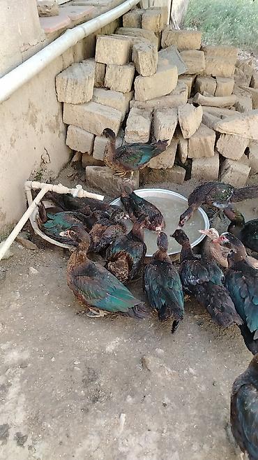mandarinka ördeyi: Musk ördəkləri (indo ducks) – təsərrüfat üçün məhsuldar sürü - Növ — 2