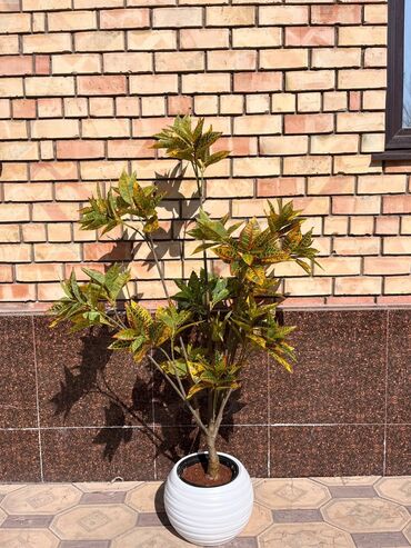 Декоративные цветы: Искусственные деревья и цветы — долговечный и стильный декор без at lalafo.kg — 3 Декоративные цветы: Искусственные деревья и цветы — долговечный и стильный декор без — 3