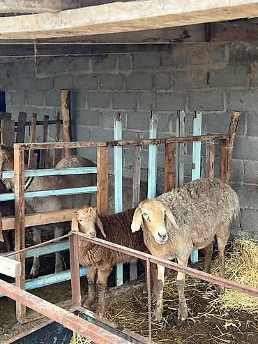 Баран, овца: Продаю | Овца (самка) | Арашан | Для разведения | Матка — 8