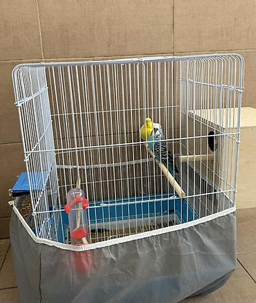 cex tutuquşu: 🦜 Hazır cüt papuqay satılır! Valnistiy növündən olan hazır cüt papuqay — 2