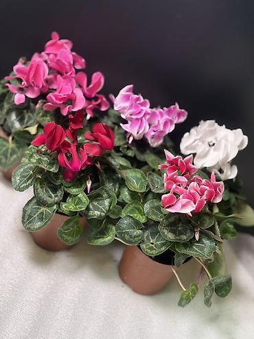 Антуриумы: Антуриум (Anthurium andreanum) в горшке - Компактное комнатное — 14