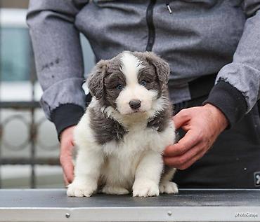 Psi: Na prodaju 4 šteneta Border Collie, iz dva različita legla. Jedno — 8