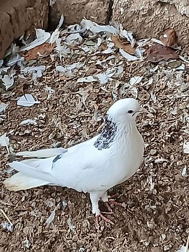 Göyərçinlər: Qiymət hamısına aitdir qiymətdə razılaşmaq olar — 11