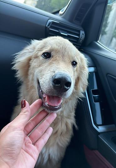 erkey quzular: Retriever, 8 ay, Erkək — 1