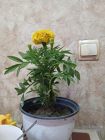 ev bitkisi: Məhsul: Saksi bitkisi – Aşıq çiçəyi (Tagetes, “marigold”) Təsvir: - — 1