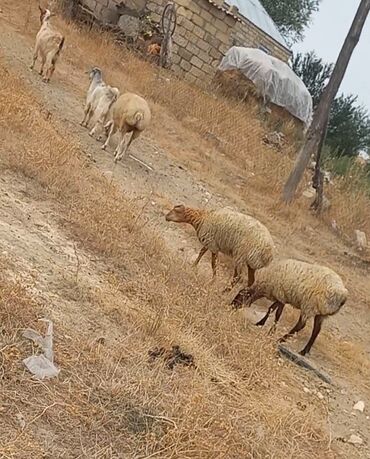 Qoyunlar, qoçlar: 3Qoyun.4 quzu.6 toğru.2 keçi.real alicilar zəng etsin