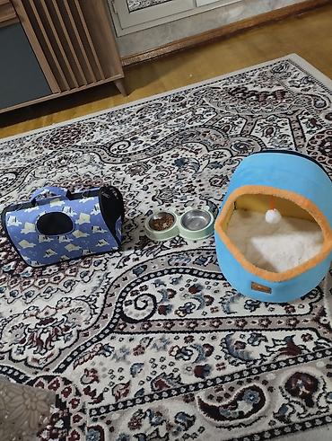 Ev pişiyi üçün tam set - Daşınma çantası: Yüngül, möhkəm materialdan lalafo.az -da Ev pişiyi üçün tam set - Daşınma çantası: Yüngül, möhkəm materialdan