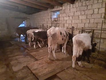 Dana, buzov: Dana, buzov, Dişi, ay: 1, 100 kq, Ətlik, Ünvandan götürmə, Ödənişli çatdırılma — 2