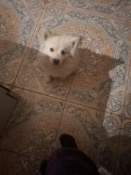 qeweng it adlari: Şpitz, 9 ay, Erkek, Peyvəndli