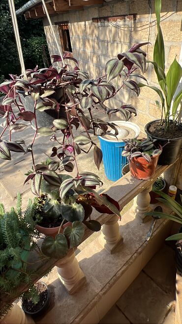 Otaq bitkiləri: Her biri ucuz kimete Gencededi catirma var size yaxin yere ancag — 9