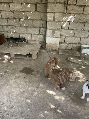 itle barter: Zvonok, 1 il, Erkek, Peyvəndli, Ünvandan götürmə