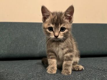 коты сфинкс: Породистый котёнок Скоттиш-Страйт.Серебристого окраса.Девочка.Почти 2