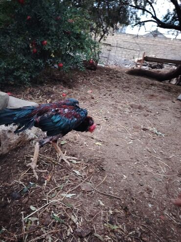 Digər quşlar: Yaş yarımlıq xoruzdu damazlıq dimdiyi əyridi amma problemi yoxdu əyri — 9