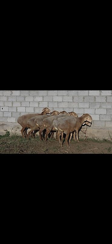 бишкек кошка: Сатам | Ургаачы кой (ургаачы) | Арашан | Көбөйтүү үчүн | Асыл тукумдуу, Бооз, Ургаачы — 4