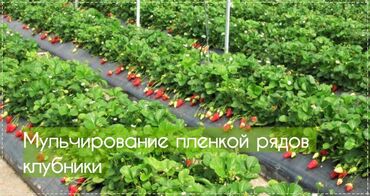 Пленка и бумага: Тип пленки — 9