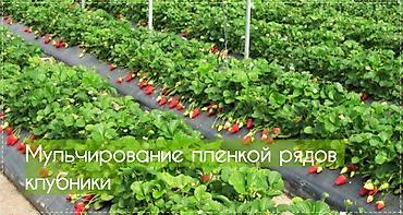 Другие системы полива: Пленка клубничная черная Премиум качества (ОРИГИНАЛ) Длина - 1 000 — 2