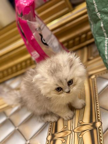 Pişiklər: Britan — 13