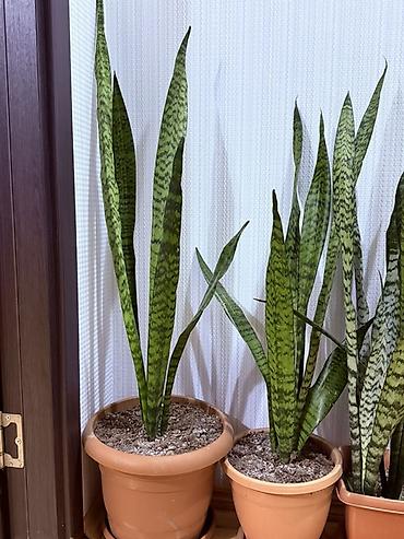ucuz gul: Məhsul: 20 Manatdan başlayır Sansevieria (Qaynanadilin) otaq bitkiləri — 1