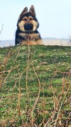 доберманы цена бишкек: Продажа собак