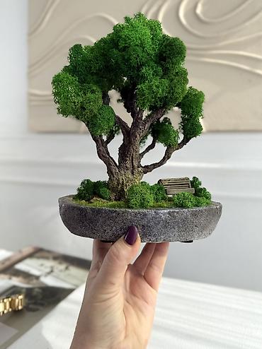 Декоративные цветы: Бонсай ручной работы из натурального стабилизированного мха от 1500 — 29