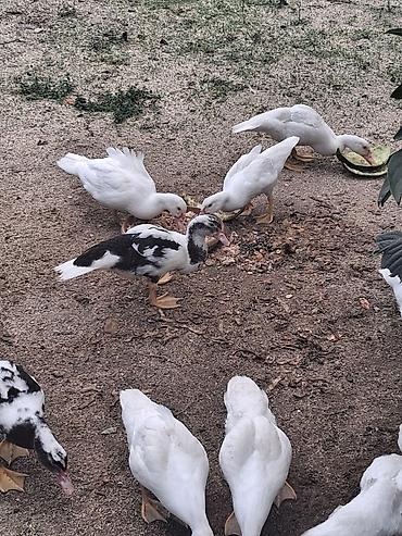 lal ördek: Muscovy ördəkləri – juvenil sürü - Cins: Muscovy (indoutka), ağ və — 3
