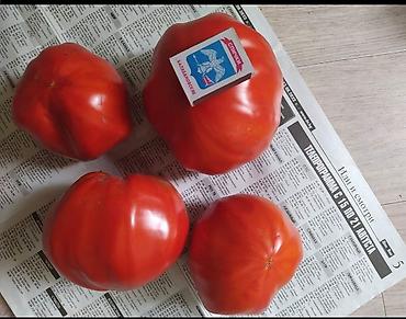 Томат: Семена помидор жёлтые красные. находится в Пригородном.( не для поля — 4