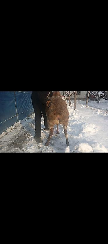 Баран, овца: Продаю | Овца (самка) | Арашан | Для разведения | Котные — 8