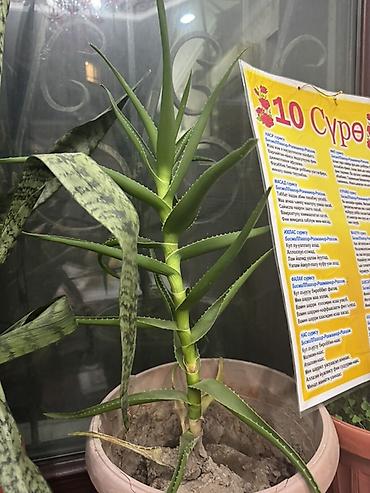 Алоэ: Алоэ вера и сансевиерия (щучий хвост) в горшках - Алоэ вера: кусты и — 4