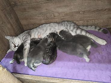 котята шиншиллы: Скотиш Страйт (Шотландская прямоухая), 1 месяц, Девочка, Серебристая шиншилла — 10