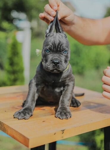 Psi: Postanite vlasnik jednog od naših vrhunskih Cane Corso štenaca — 6