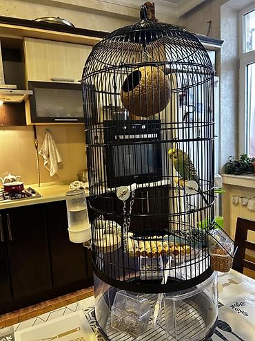 клетка для кроликов купить: Клетки — 6