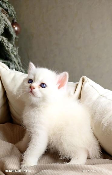 Pişiklər: Britan — 8