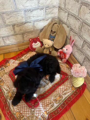 İtlər: Şekilleri götürmeyin - Cins: Toy Pudel (mini) - Rəng: qara, ve — 10